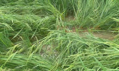 2-வது நாளாக பயிர்களை நாசம் செய்யும் யானைகள்