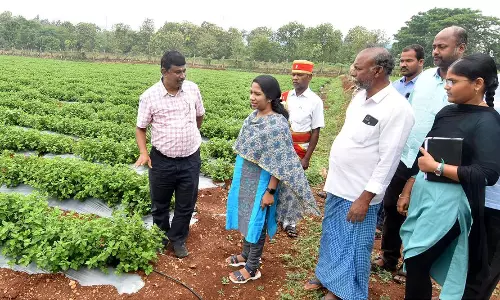 வளர்ச்சி திட்டப்பணிகள் கலெக்டர் ஆய்வு