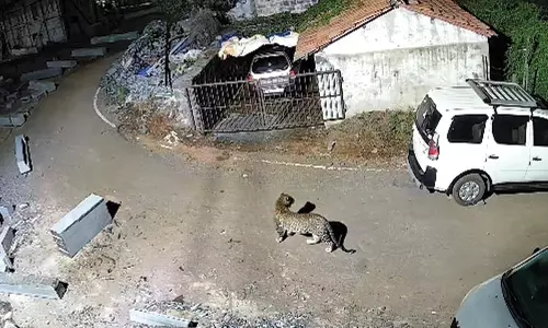 ஊட்டியில் குடியிருப்பு பகுதியில் உலா வந்த சிறுத்தை- வனத்துறை தீவிர கண்காணிப்பு