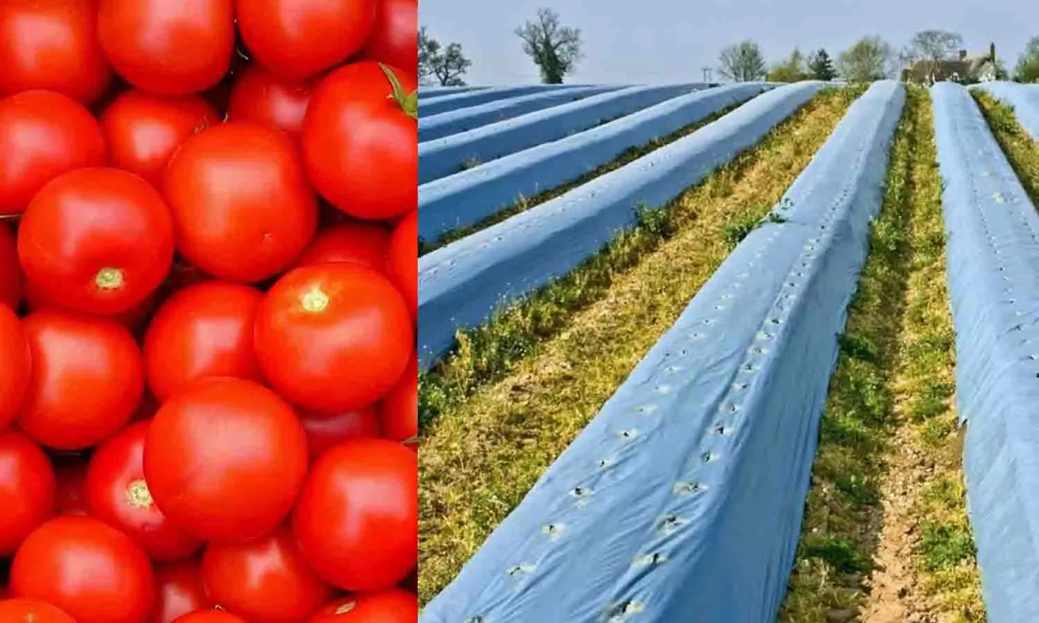 மல்ஷிங் ஷீட் அமைத்து விவசாயிகள் தக்காளி சாகுபடி மல்ஷிங் ஷீட் அமைத்து விவசாயிகள் தக்காளி சாகுபடி