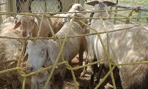 பக்ரீத் பண்டிகையை முன்னிட்டு புளியம்பட்டி வார சந்தையில் ரூ.70 லட்சத்துக்கு ஆடுகள் விற்பனை