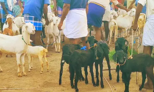 பக்ரீத் பண்டிகையை முன்னிட்டு சின்னசேலம் வார சந்தையில் ரூ.50 லட்சத்திற்கு ஆடுகள் விற்பனை