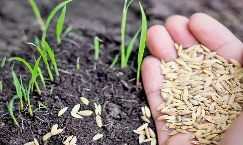 விவசாயிகள் விதைப்பிற்கு தரமான விதைகளை பயன்படுத்திட வேண்டும்