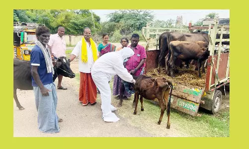கால்நடை தடுப்பூசி முகாம்