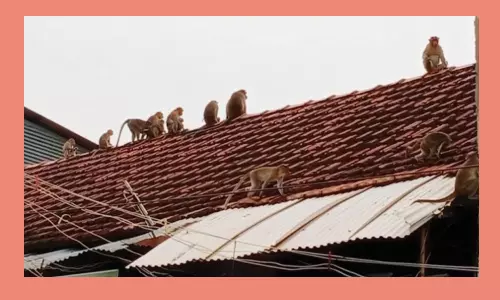 குரங்குகளின் தொல்லையால் அவதியுறும் பொதுமக்கள்