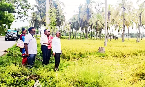 நெமிலி வட்டார பகுதிகளில் மழையால் நெற்பயிர்கள் சேதம்