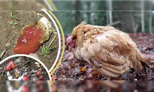 கோழிகளை தாக்கும் நோய்களால் மூடப்படும் பண்ணைகள்