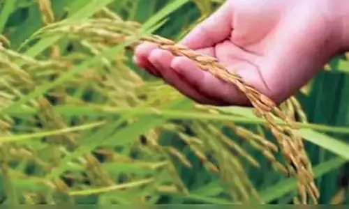 களர், உவர் நிலங்களுக்கு ஏற்ற நெல் ரகம் - வேளாண் அதிகாரி தகவல்