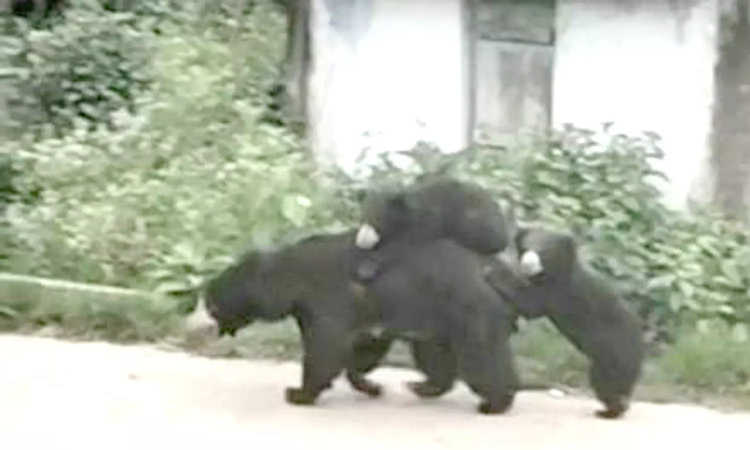 கோத்தகிரியில் 2 குட்டிகளுடன் சாலையில் சுற்றிய கரடி கோத்தகிரியில் 2 குட்டிகளுடன் சாலையில் சுற்றிய கரடி