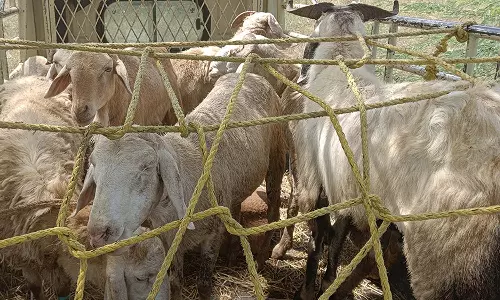 பக்ரீத் பண்டிகையால் களைகட்டியது- பொள்ளாச்சி சந்தையில் ரூ.1 கோடிக்கு ஆடுகள் விற்பனை