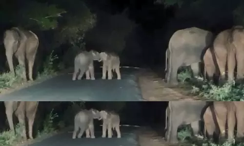 குடியிருப்பு அருகே முகாமிட்ட யானை கூட்டம்- சாலையில் விளையாடி மகிழ்ந்த குட்டி யானைகள்