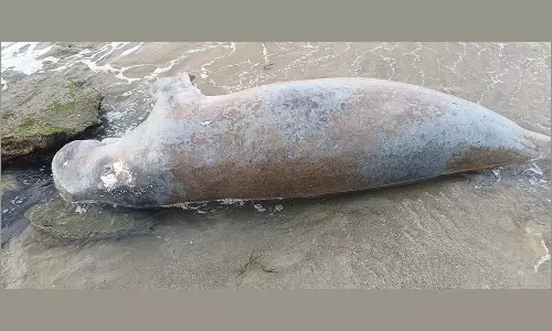 இறந்த நிலையில் கரை ஒதுங்கிய கடல் பசு