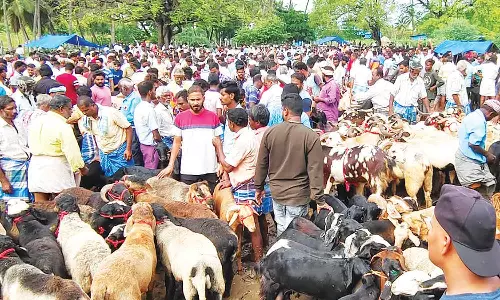 குந்தாரப்பள்ளி வாரச்சந்தையில் ரூ.6 கோடிக்கு ஆடுகள் விற்பனை