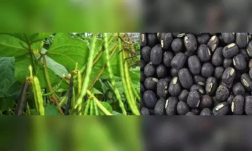 உளுந்து பயிரில் அதிக மகசூல் பெறுவது எப்படி? விதை சான்று அதிகாரி  விளக்கம்