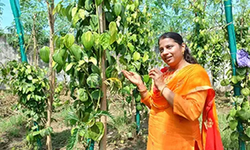 சமவெளியில் பயிரிடும் வகையில் புதிய மிளகு செடி