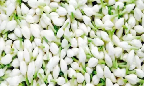 மல்லிகை பூக்கள் விலை திடீர் சரிவு