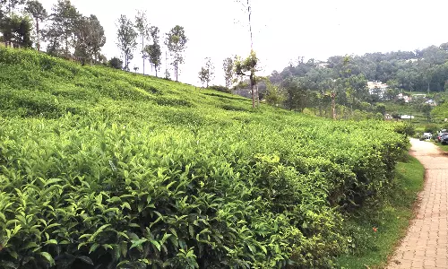 கோத்தகிரியில் தேயிலை விளைச்சல் அதிகரிப்பு- விவசாயிகள் மகிழ்ச்சி