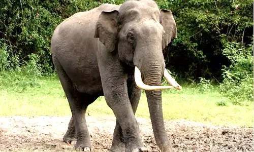 பந்தலூர் அருகே ரேஷன் கடை நுழைவு வாயிலை உடைத்த காட்டுயானை