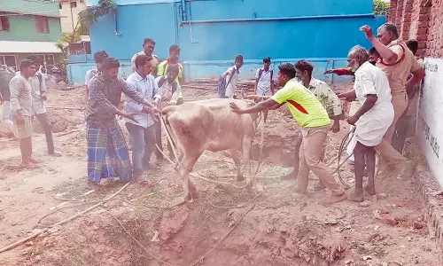 பள்ளத்தில் விழுந்த பசுமாட்டை பத்திரமாக மீட்ட தீயணைப்பு வீரர்கள்