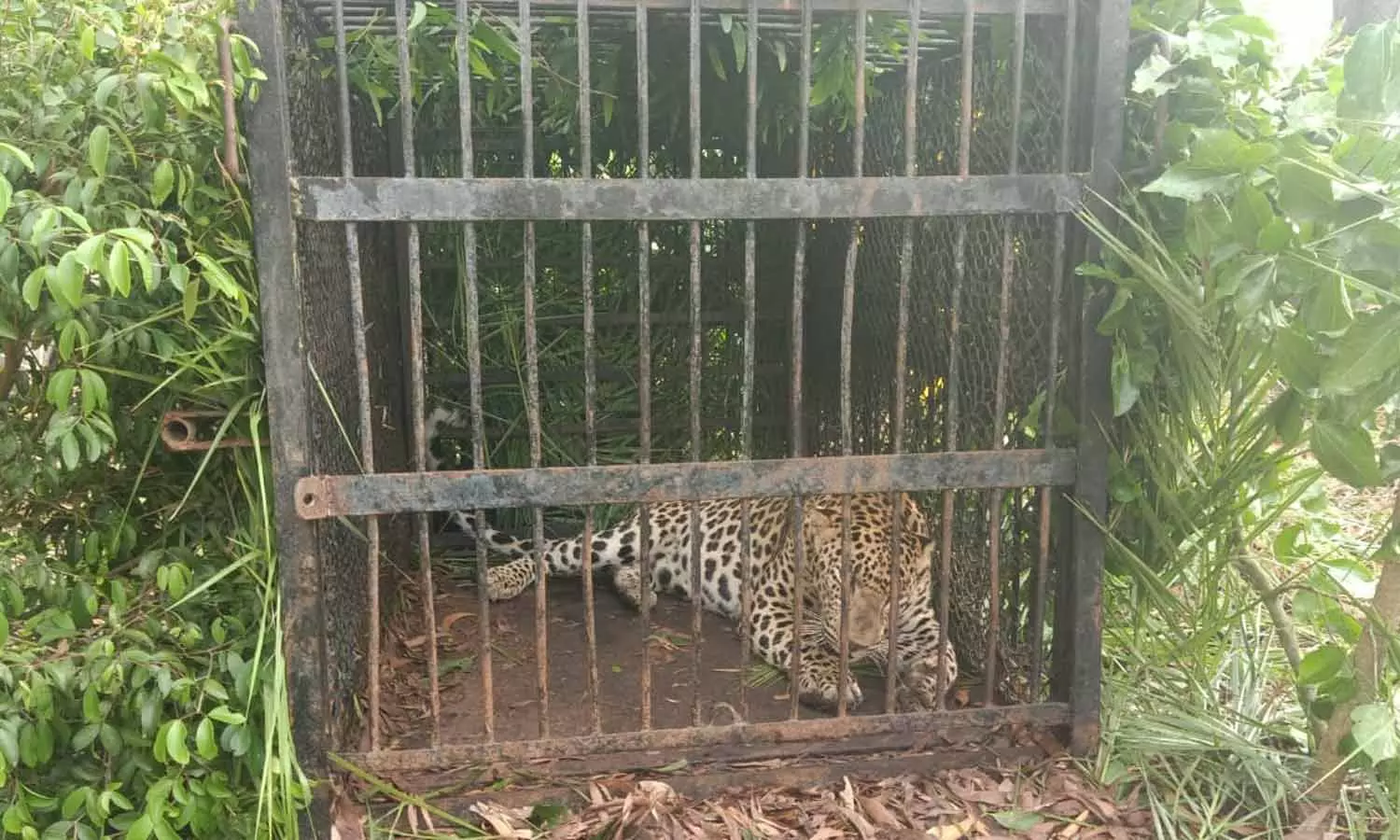 திருப்பதி மலைப்பாதையில் சிறுவனை கவ்விய சிறுத்தை கூண்டில் சிக்கியது திருப்பதி மலைப்பாதையில் சிறுவனை கவ்விய சிறுத்தை கூண்டில் சிக்கியது