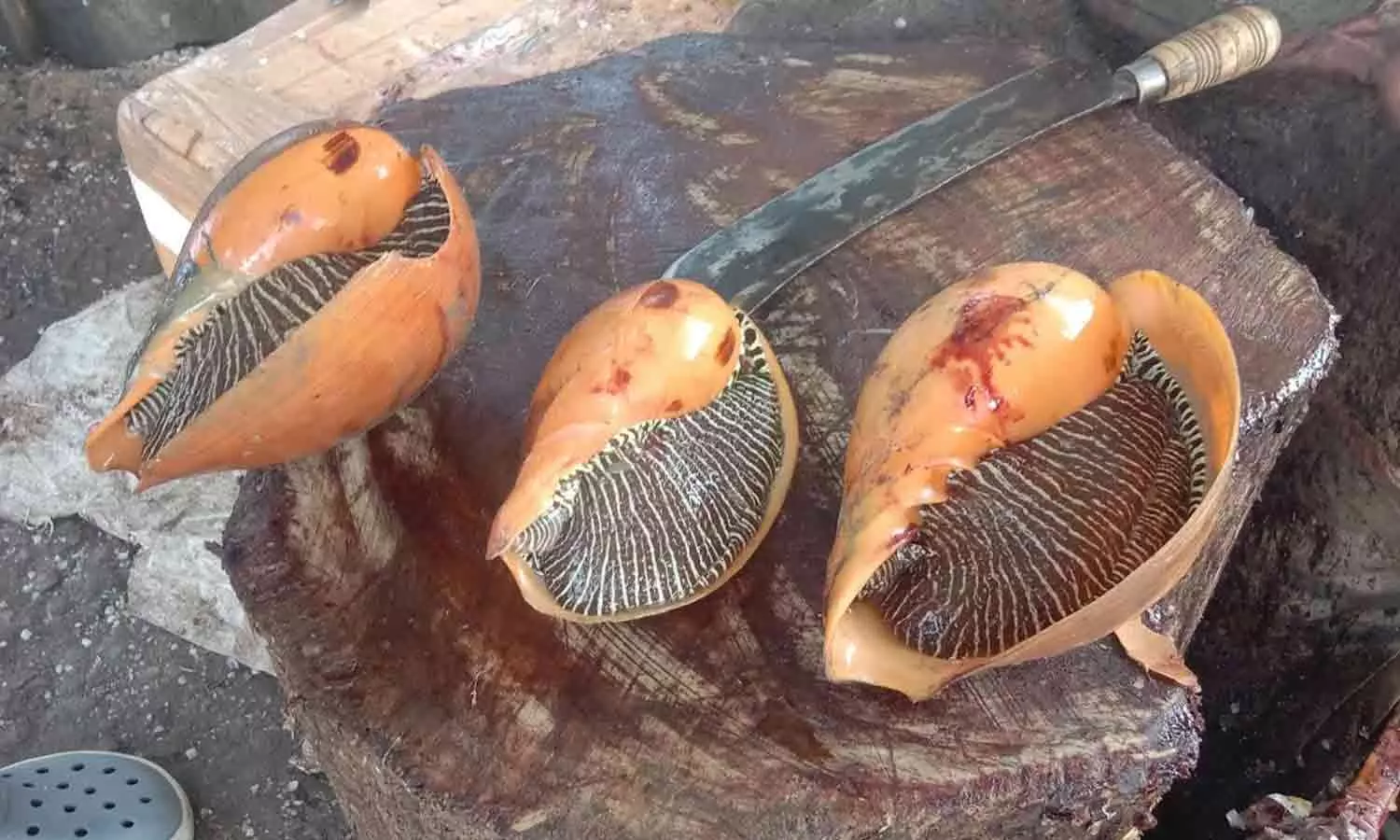 மீனவர்கள் வலையில் சிக்கிய மருத்துவ குணமுள்ள சங்கு மீன் மீனவர்கள் வலையில் சிக்கிய மருத்துவ குணமுள்ள சங்கு மீன்