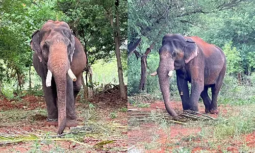 மேட்டுப்பாளையத்தில் வாயில் காயத்துடன் சுற்றும் பாகுபலி யானையை பிடிக்க 2 கும்கிகள் வந்தன