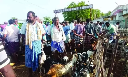 களைகட்டிய பக்ரீத் பண்டிகை- எட்டயபுரம் சந்தையில் ஒரே நாளில் ரூ.6 கோடிக்கு ஆடுகள் விற்பனை