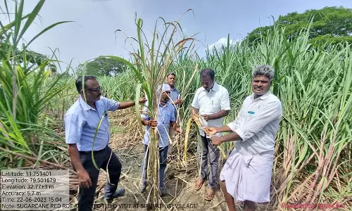 கரும்பு பயிரிடப்பட்ட வயல்களில் செவ்வழுகல் நோய் தாக்குதல்: பண்ருட்டி வேளாண்மை உதவி இயக்குநர் நேரில் ஆய்வு