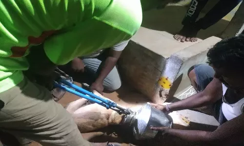 உளுந்தூர்பேட்டை அருகே தண்ணீர் குடிக்க குடத்திற்குள் தலைவிட்டு மாட்டிகொண்ட நாய்