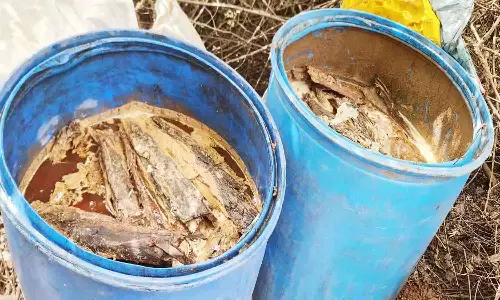 3,900 லிட்டர் சாராய ஊறல் அழிப்பு