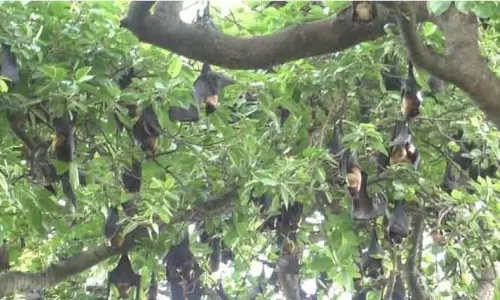 அழிந்து வரும் பழந்தின்னி வவ்வால்கள்