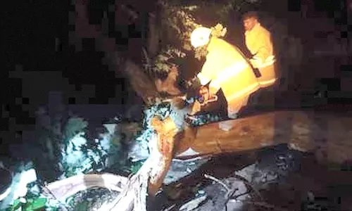 கூடலூர் அருகே சாலையின் குறுக்கே விழுந்த மரம் அகற்றம்