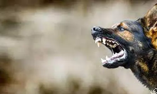 அகஸ்தியர்பட்டியில் தெருநாய் கடித்து 14 பேர் காயம்