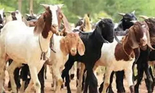 திருத்துறைப்பூண்டி சந்தையில் ஒரே நாளில் ரூ.1.5 கோடிக்கு ஆடுகள் விற்பனை