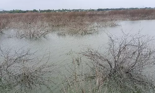 அழுகிய சீமை கருவேலமரங்களை அகற்ற கோரிக்கை