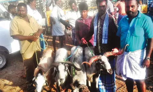 பக்ரீத் பண்டிகையையொட்டி குண்டடம் வாரச்சந்தையில் ரூ.4 கோடிக்கு ஆடுகள் விற்பனை