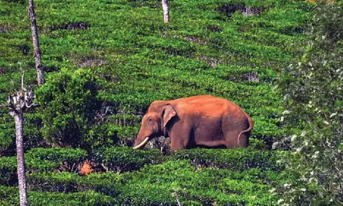 ஊருக்குள் நுழைய முயன்ற அரிசி கொம்பன் யானை- வனத்துறையினர் தடுத்து காட்டுக்குள் அனுப்பினர்