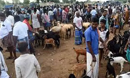 சிறுவாச்சூர் சந்தையில் ரூ.20 லட்சத்திற்கு ஆடுகள் விற்பனை