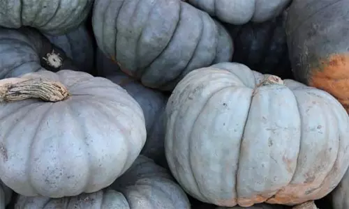 வரத்து குறைவால் சாம்பல் பூசணி விலை உயர்வு