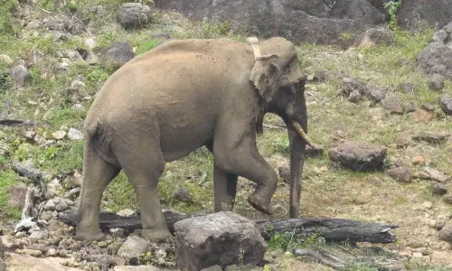 உடல் மெலிந்த புகைப்படம் வைரல்: அரிசி கொம்பன் யானை நலமுடன் உள்ளது- வனத்துறை அதிகாரி தகவல்