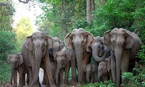 கூடலூர்- ஓவேலி சாலையில் காட்டு யானைகள் நடமாட்டம்