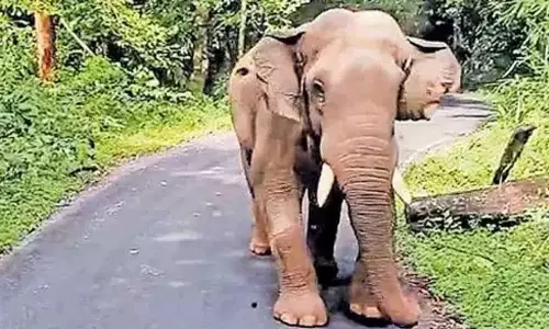 குமரிக்காடு வனப்பகுதியில் முகாமிட்டுள்ள பாகுபலி யானை