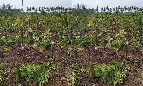 சின்ன மருதூர் அருகே 1800 பாக்கு மரங்கள் வெட்டி சாய்ப்பு- பதட்டம் நீடிப்பு