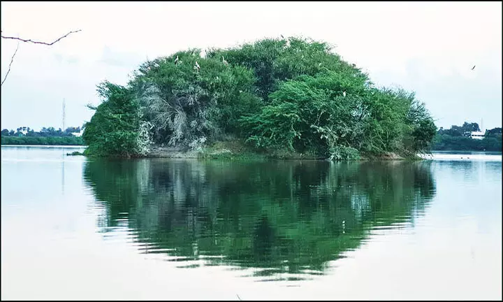 பறவைகள் சரணாலயமாக அறிவிப்பால் நஞ்சராயன்குளத்தில் மீன்பிடிக்க தடை பறவைகள் சரணாலயமாக அறிவிப்பால் நஞ்சராயன்குளத்தில் மீன்பிடிக்க தடை