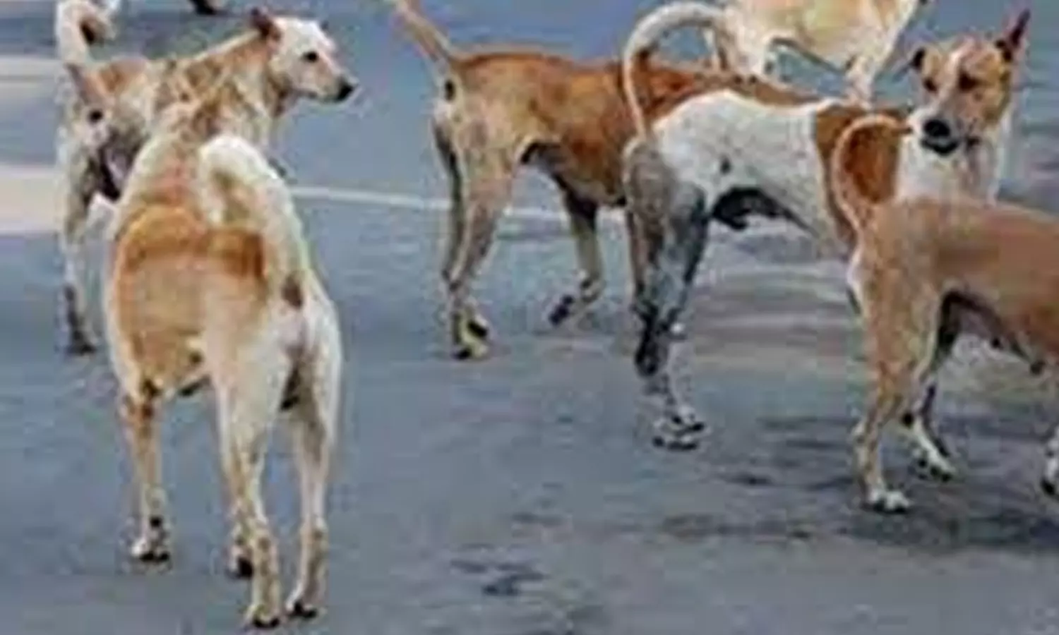 அதிகரித்து வரும் தெரு நாய்கள் தொல்லையை கட்டுப்படுத்த பொதுமக்கள் கோரிக்கை அதிகரித்து வரும் தெரு நாய்கள் தொல்லையை கட்டுப்படுத்த பொதுமக்கள் கோரிக்கை