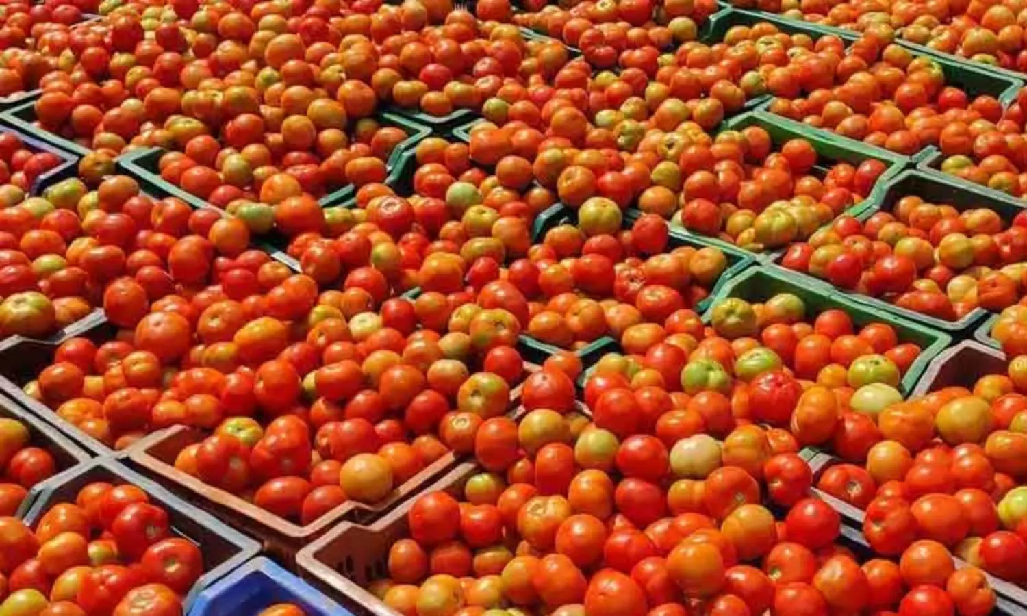 வேலூர் மார்க்கெட்டில் தக்காளி கிலோ ரூ.80 ஆக அதிகரிப்பு