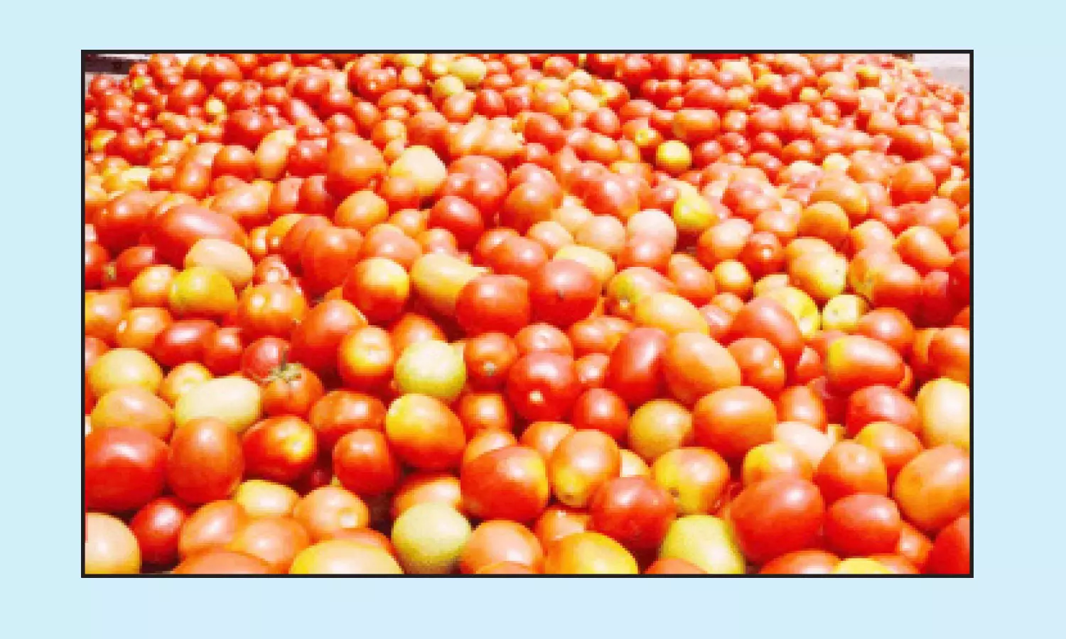 ஒரு கிலோ தக்காளி விலை ரூ.110 ஒரு கிலோ தக்காளி விலை ரூ.110