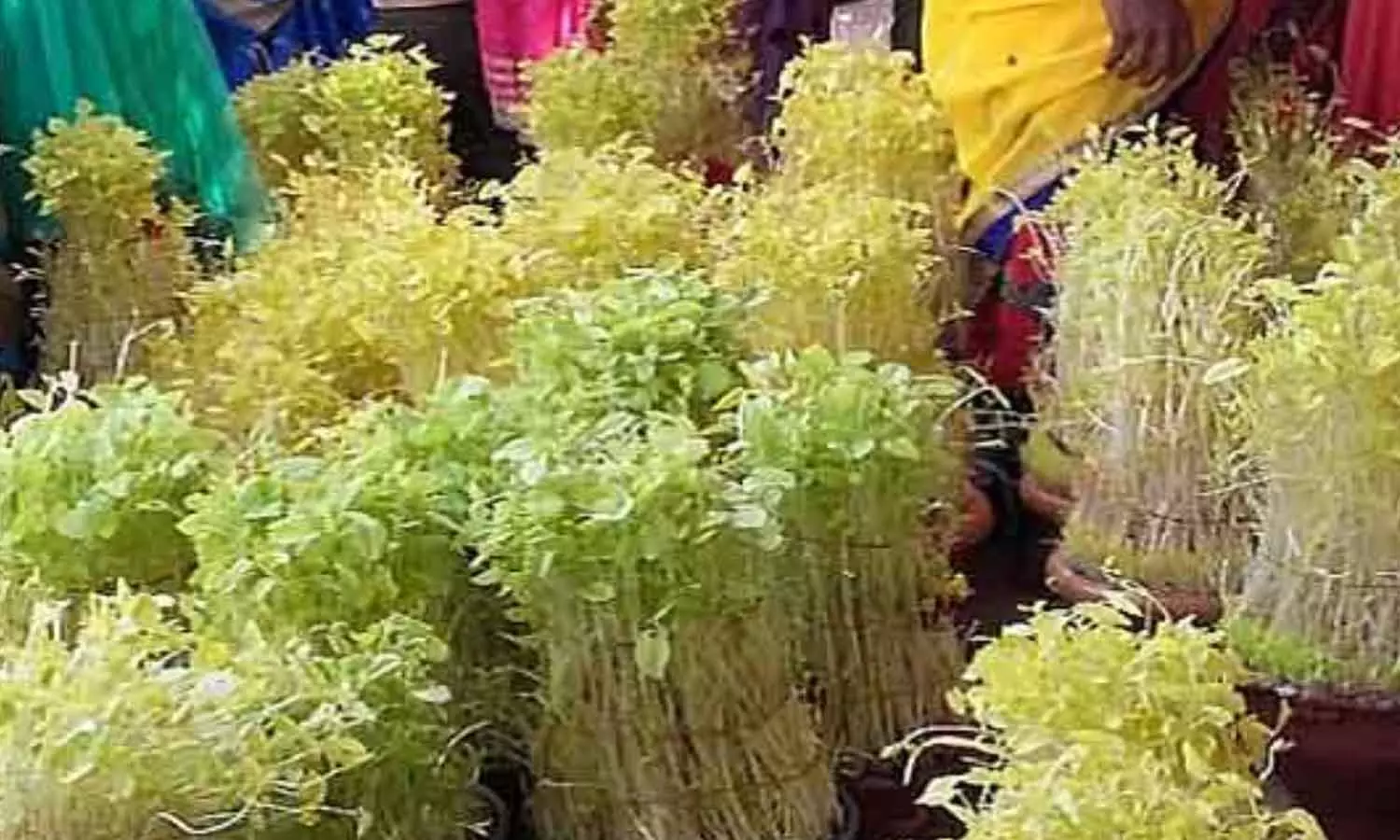 முளைப்பாரி எடுப்பது ஏன்? முளைப்பாரி எடுப்பது ஏன்?