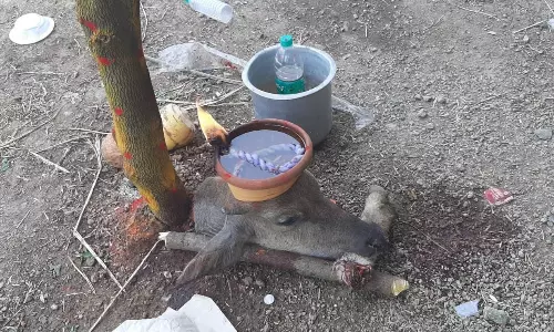 கோவில் திருவிழாவில் பலியிட்ட எருமை கிடா தலைமீது விளக்கேற்றி வினோத வழிபாடு