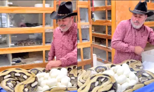 முட்டைகளை எடுக்க முயன்றவரை பார்த்து சீறிய ராட்சத மலைப்பாம்பு